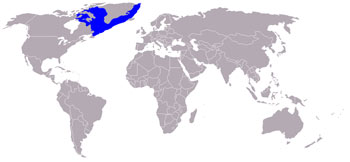 Hooded Seal Range Map (N Atlantic to Arctic Ocean)