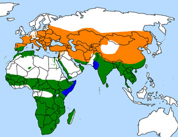 Hoopoe Range Map (Europe,Asia, Africa & Madagascar)