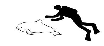 The size of an Hourglass Dolphin compared to an average human