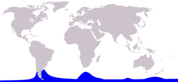 Hourglass Dolphin Range Map (Subantarctic Waters)