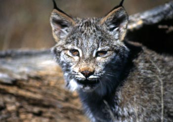 Iberian Lynx