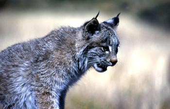 Iberian Lynx