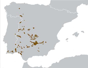 Iberian Lynx Range Map (South West Europe)