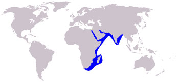 Indian Humpback Dolphin Range Map (Indian Ocean)