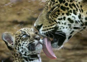 A Jaugar grooming her cub