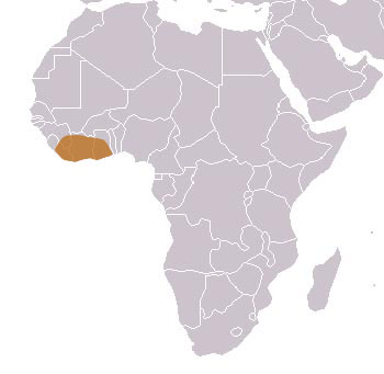 Johnston's Genet Range Map (West Africa)