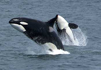 Killer Whales (Orca)