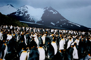 King Penguins at South Georgia Island