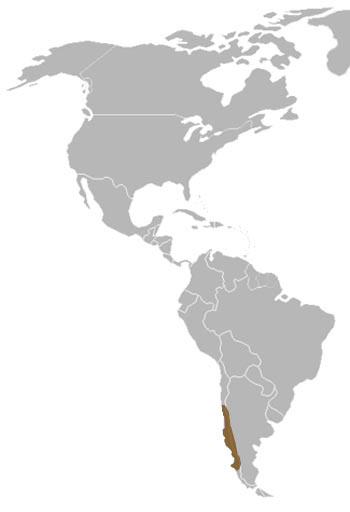 Kodkod Range Map (South America)