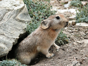 Ladak Pika