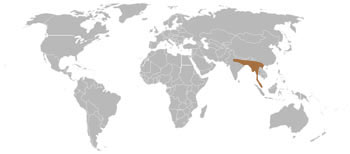 Large Indian Civet Range Map (S & S E Asia)
