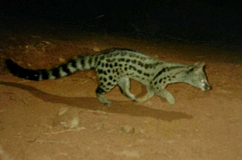 Large-Spotted Genet