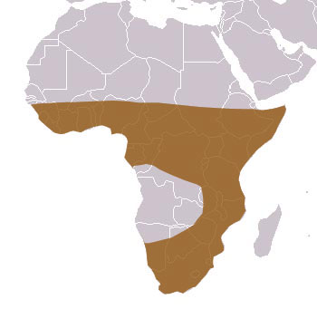 Large-Spotted Genet Range Map (Africa)