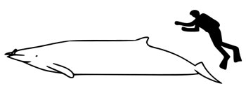 The size of a Layard's Beaked Whale compared to an average human