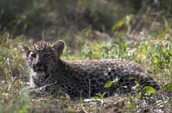 Leopard Cub