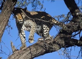 Leopard