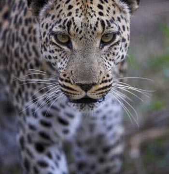Leopard