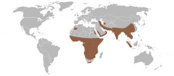 Leopard Range Map (Africa & Asia)