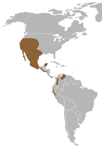 Lesser Goldfinch Range Map (North & South America) 