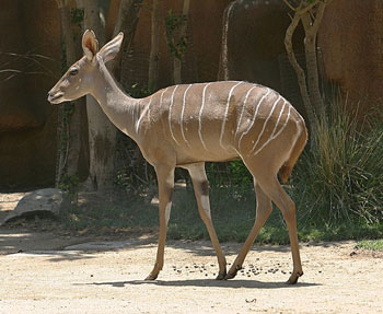 Female Lesser Kudu