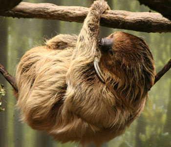Linnaeus's Two-Toed Sloth