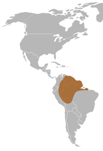 Linnaeus's Two-Toed Sloth Range Map (South America)