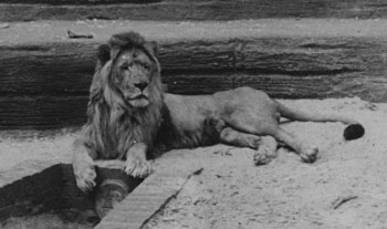 Barbary Lion in Captivity (20th Century) 