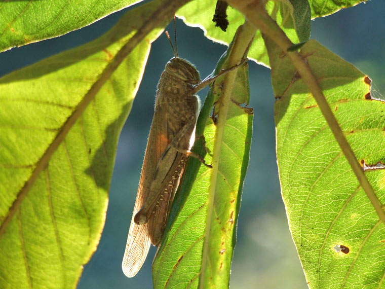 Locust