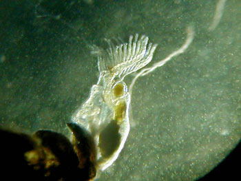 A bryozoan with its Lophophore extended 