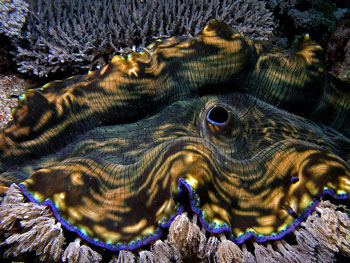 The brightly coloured Mantle on this Giant Clam protects it from sunlight.