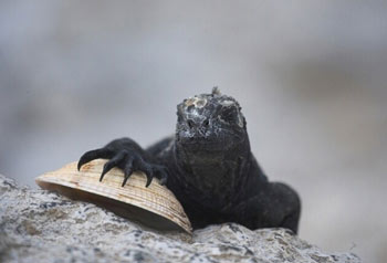 Marine Iguana