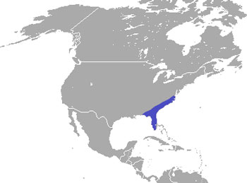 Marsh Rabbit Range Map (USA)