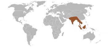 Masked Palm Civet Range Map (S & S E Asia)
