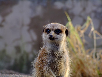Meerkat