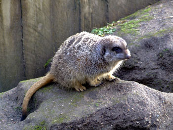 Meerkat