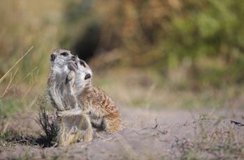 Meerkat