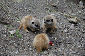 Young Meerkats