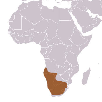 Meerkat Range Map (Africa)