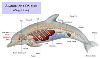 Dolphin Anatomy