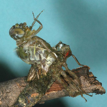 Dragonfly going through it final moult - undergoing metamorphosis from its nymph form to an adult.