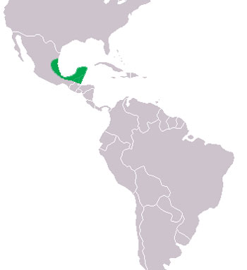 Morelet's Crocodile Range Map (Central America)