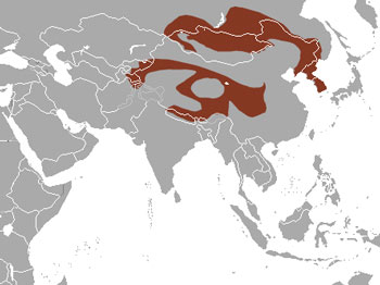 Mountain Weasel Range Map (Asia)