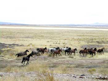 Mustangs