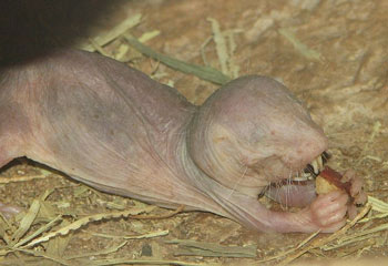A Naked Mole Rat eating