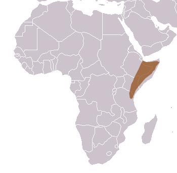 Naked Mole Rat Range Map (Africa)