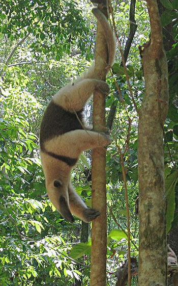 Northern Tamandua