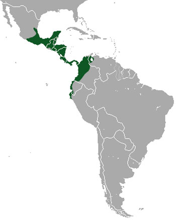 Northern Tamandua Range Map (Central & South America)