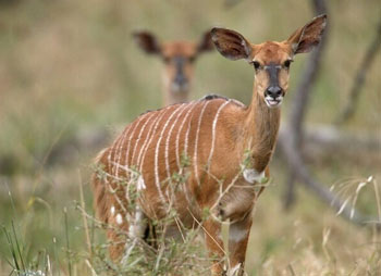Female Nyala