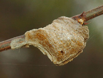 The Ootheca of a Mantis 