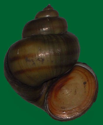 Shell of a freshwater snail with the operculum in place